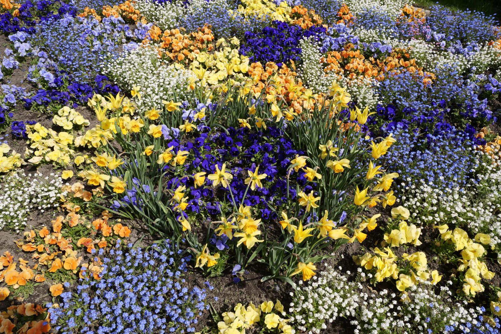 Panasonic Lumix DC-G9 sample photo. Flower bed, flowers, discounts photography