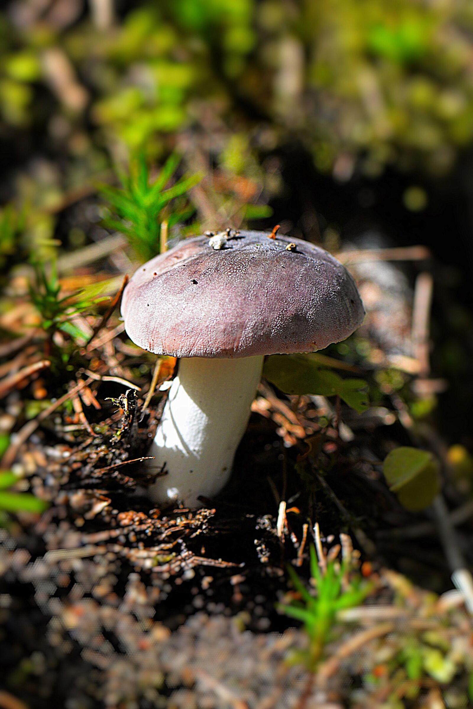 Nikon D610 sample photo. Mushroom, russula, forest photography