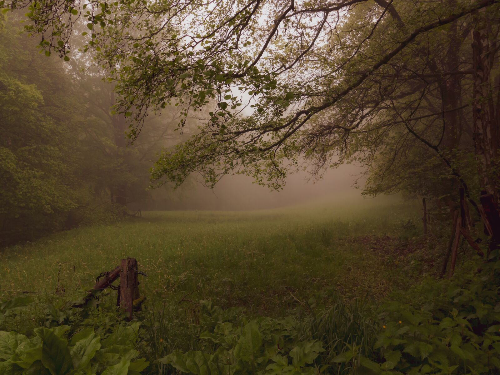 Panasonic Lumix DMC-FZ1000 sample photo. Fog, landscape, forest photography