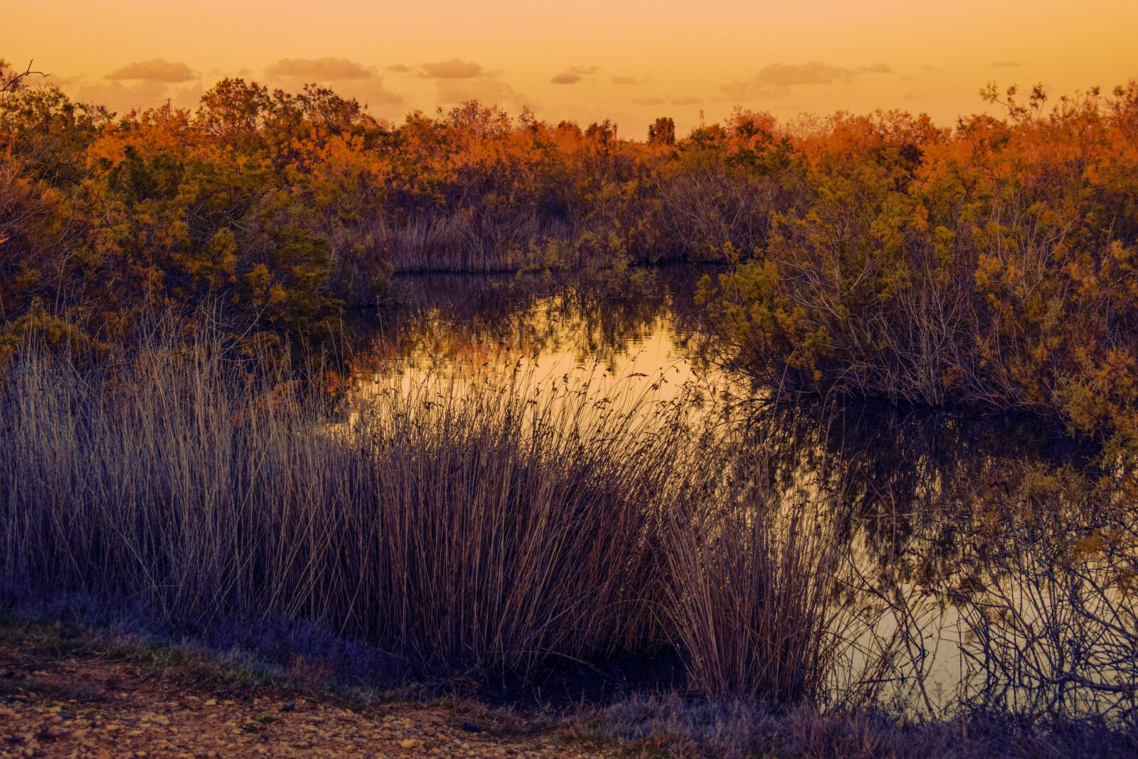 Nikon D3300 sample photo. Lake, swamp, nature photography