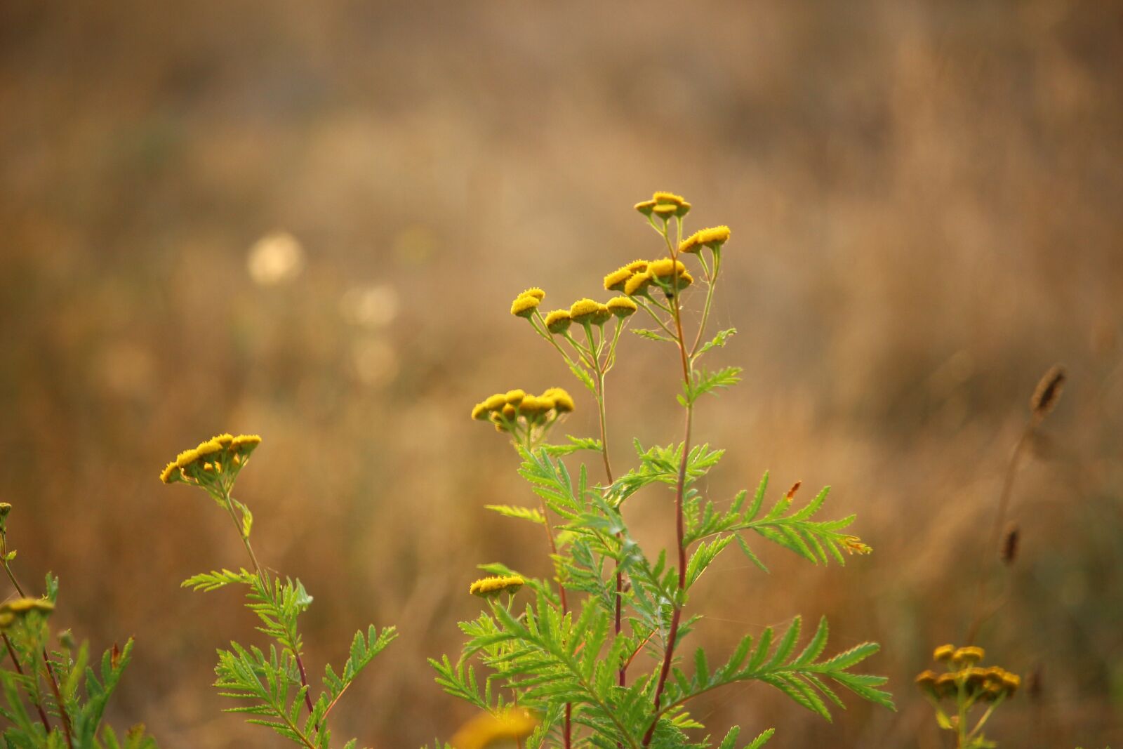Canon EOS 100D (EOS Rebel SL1 / EOS Kiss X7) sample photo. Plant, tansy, meadow photography