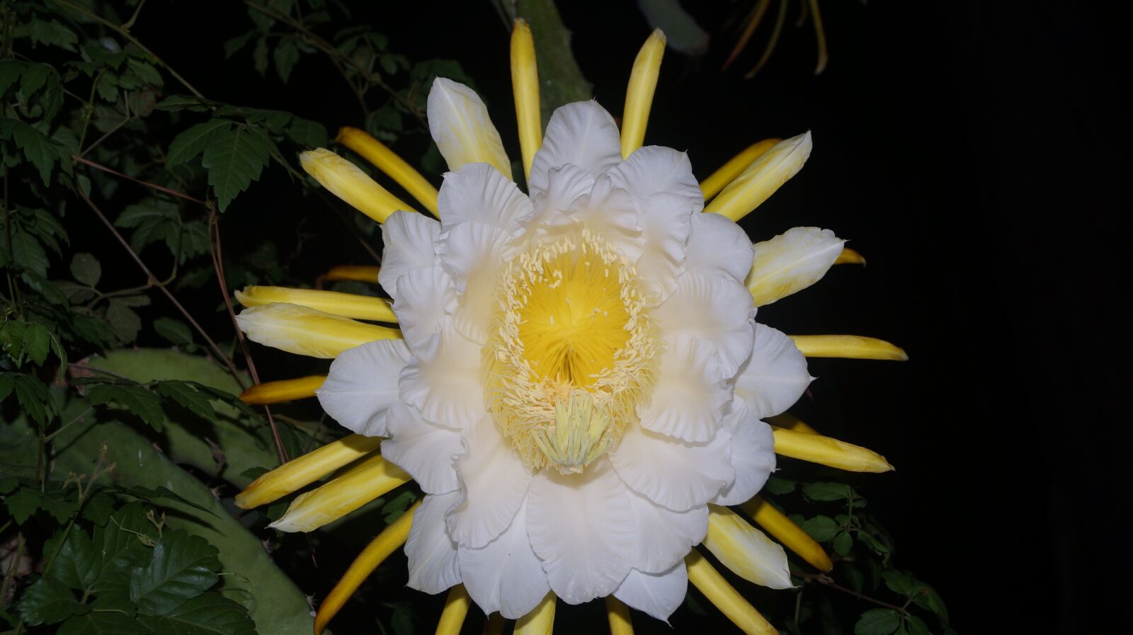 Sony SLT-A37 + Sony DT 18-55mm F3.5-5.6 SAM sample photo. Pitahaya, flower, cactus photography