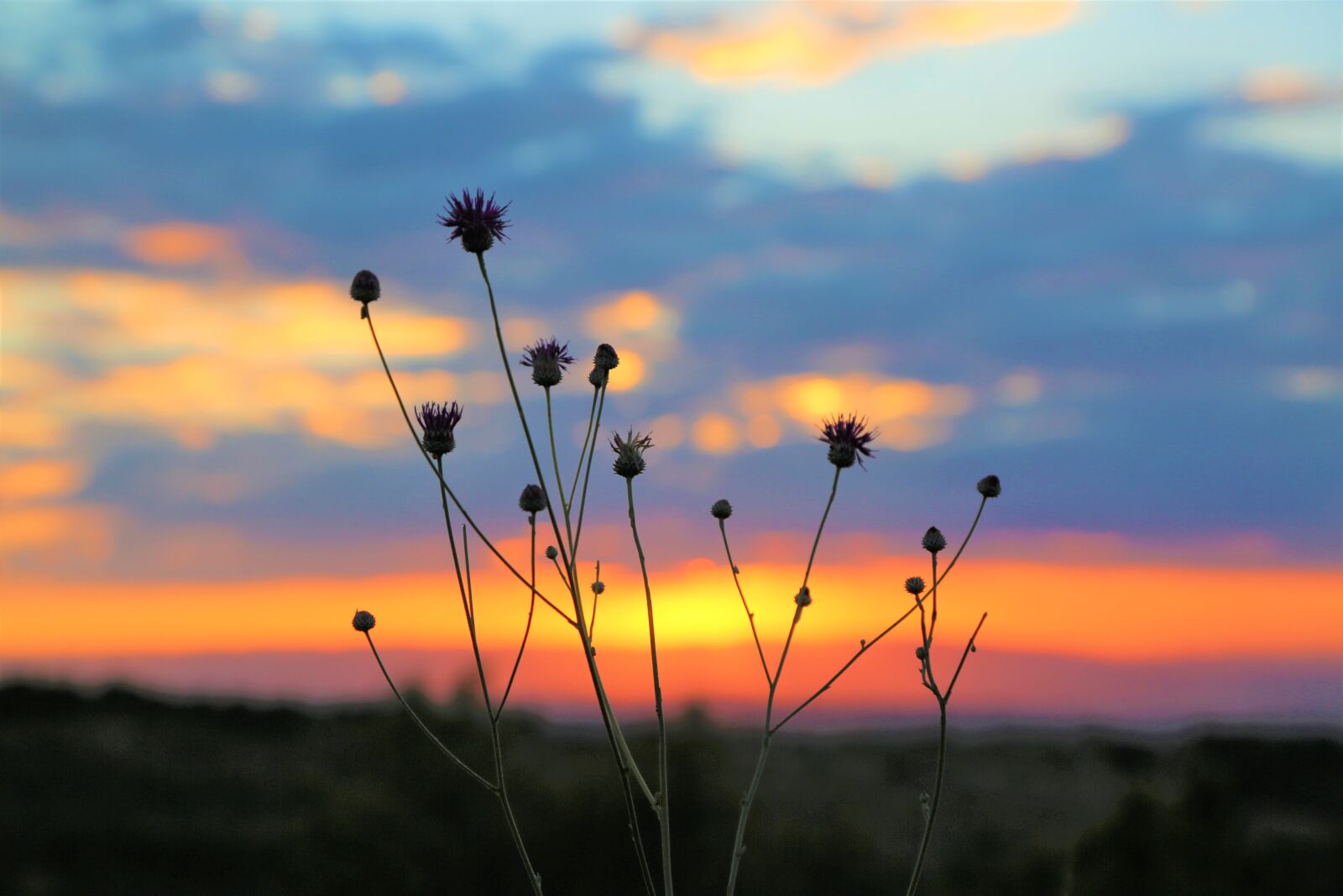 Canon EF 24-105mm F4L IS USM sample photo. Horizon, plant, nature photography