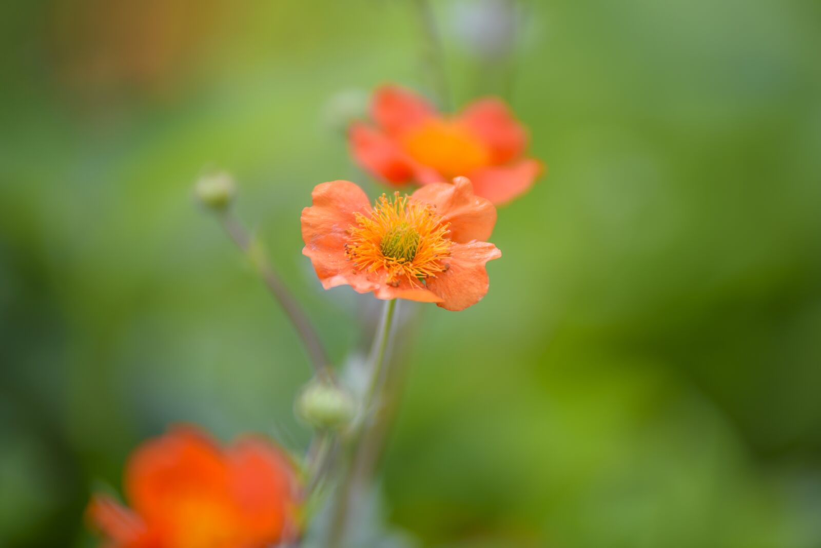 Nikon D750 sample photo. Beautiful garden flowers, garden photography