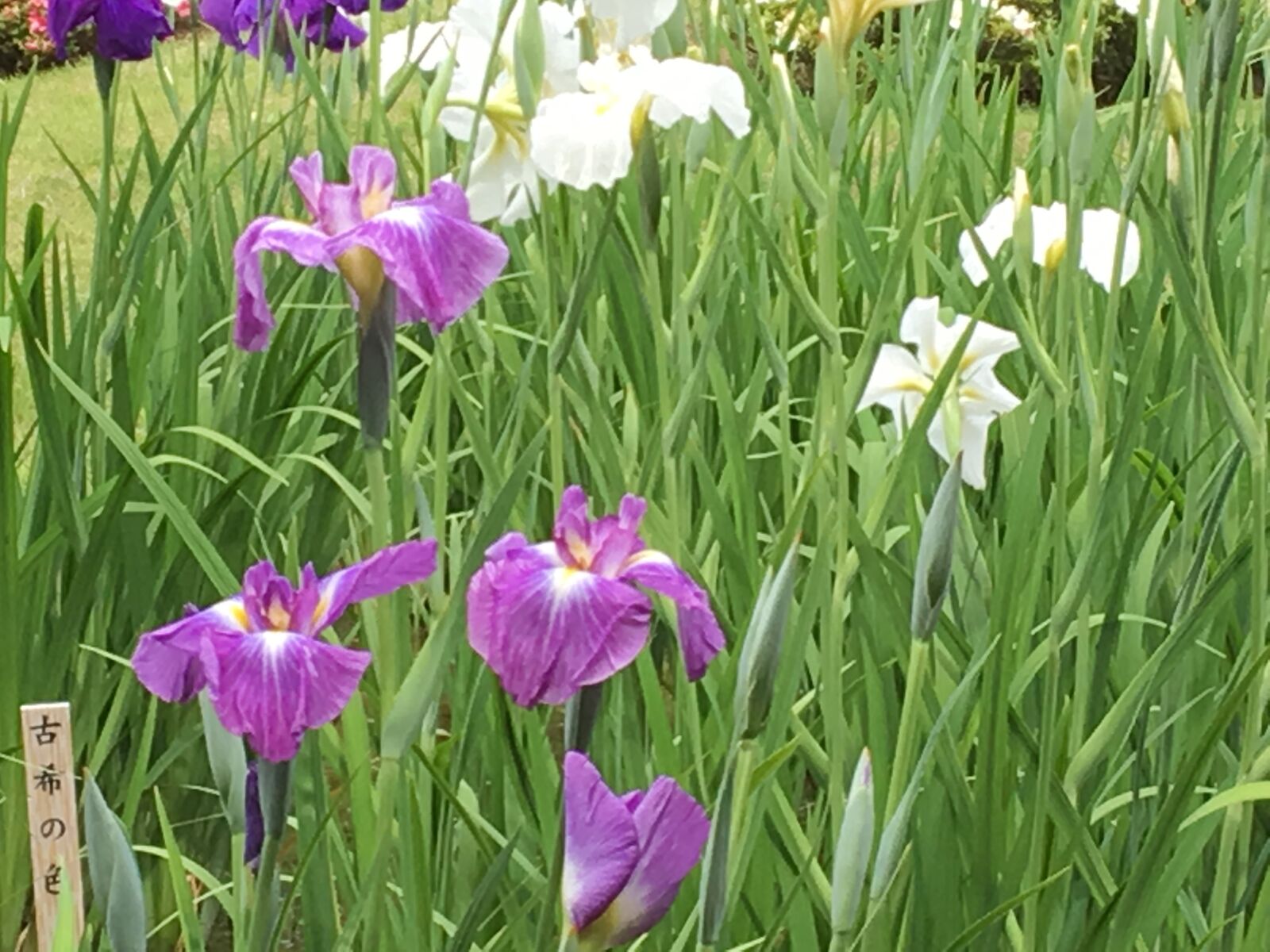 iPhone 6s back camera 4.15mm f/2.2 sample photo. Flower, iris, purple photography