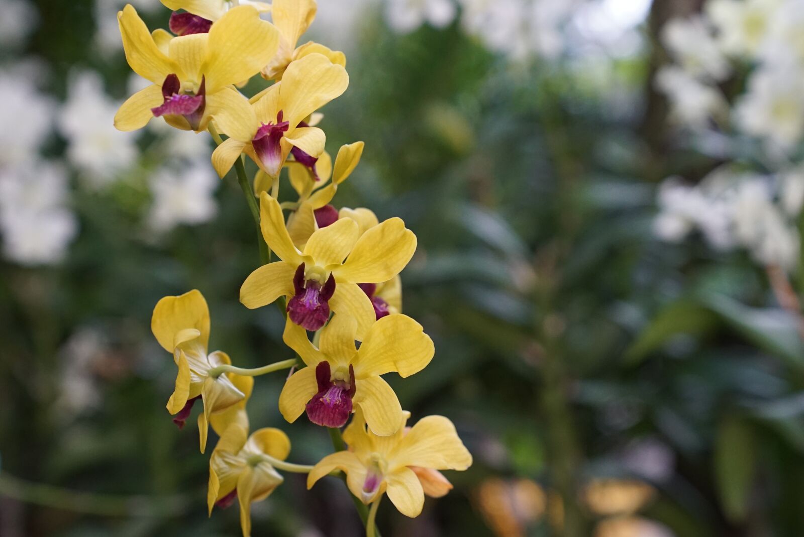 Sony a7S + Sony FE 24-70mm F2.8 GM sample photo. Orchids, tropical, floral photography