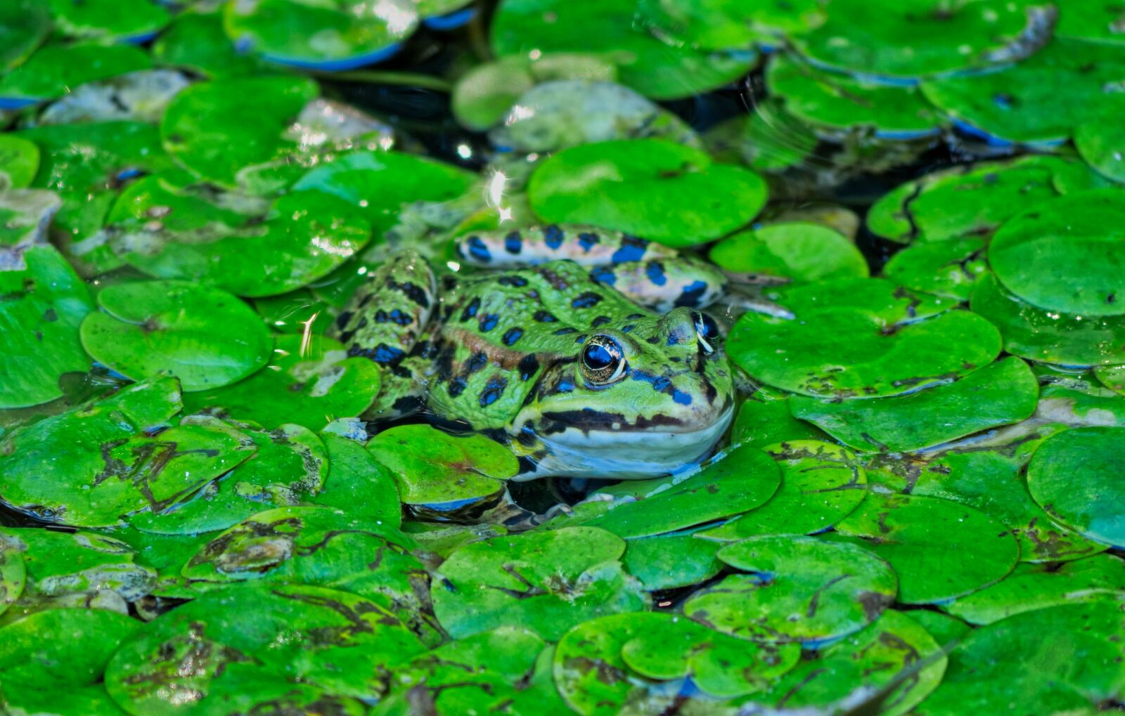 Panasonic Lumix DC-G9 sample photo. Frog, amphibians, marsh photography