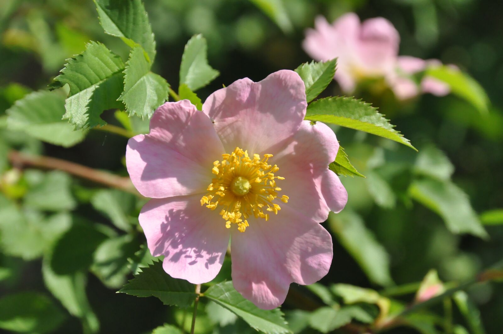Nikon D90 sample photo. Bush rose, blossom, bloom photography