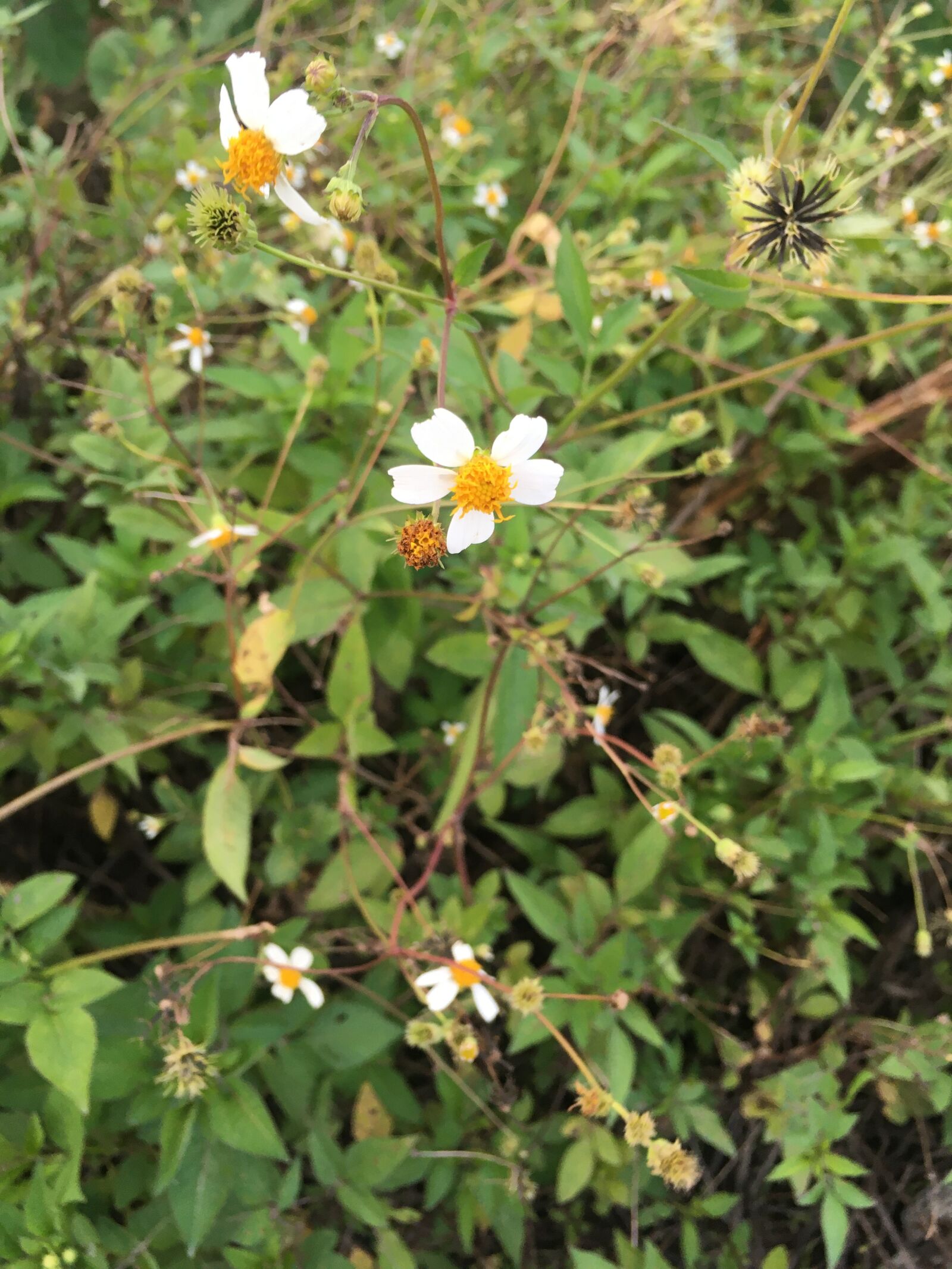 iPhone 6s back camera 4.15mm f/2.2 sample photo. Flowers, green, the wild photography