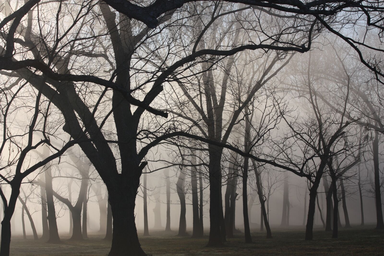 Canon EOS 450D (EOS Rebel XSi / EOS Kiss X2) sample photo. Woods, texas, mist photography