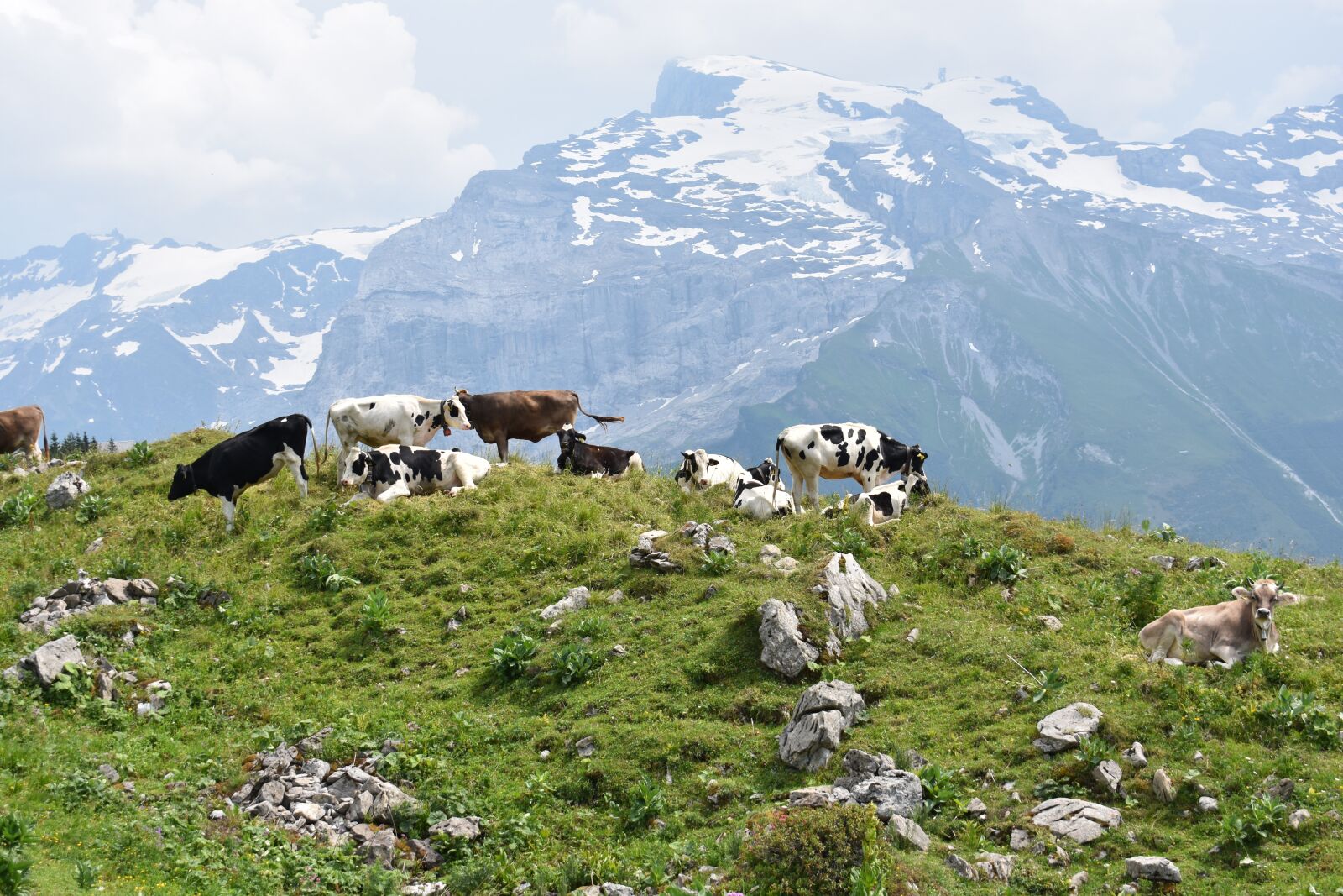 Nikon D3400 sample photo. Alp, cows, switzerland photography
