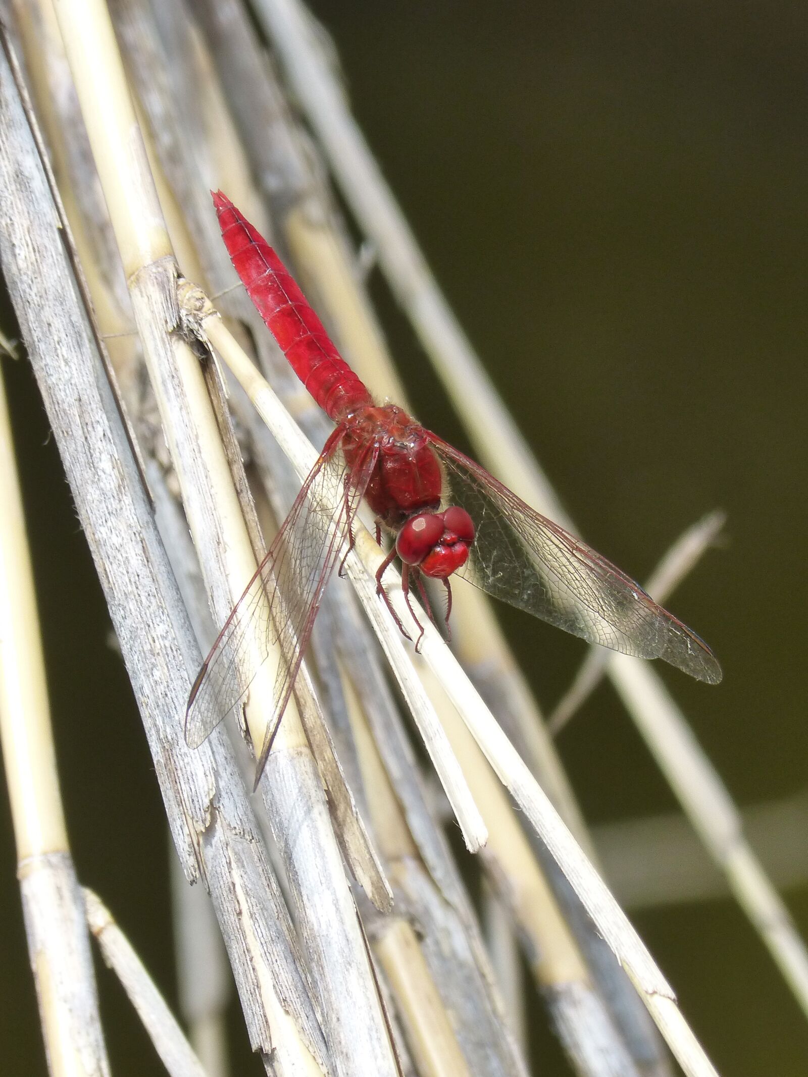 Panasonic DMC-FZ62 sample photo. Red dragonfly, ca as photography