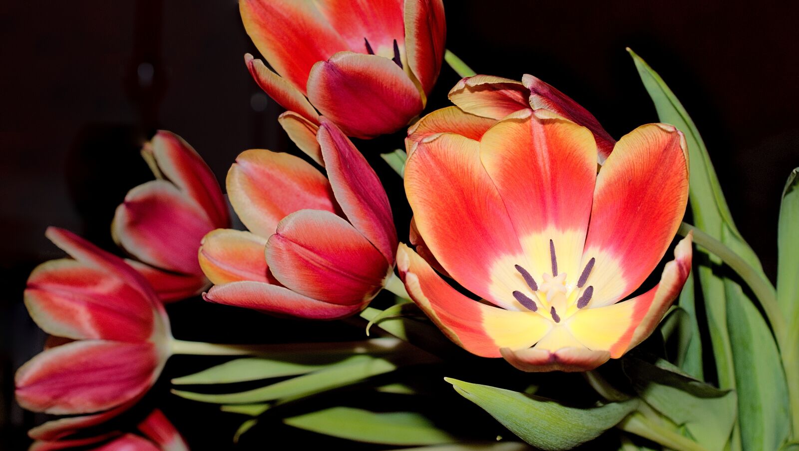 Nikon D3300 sample photo. Tulips, flowers, bouquet photography