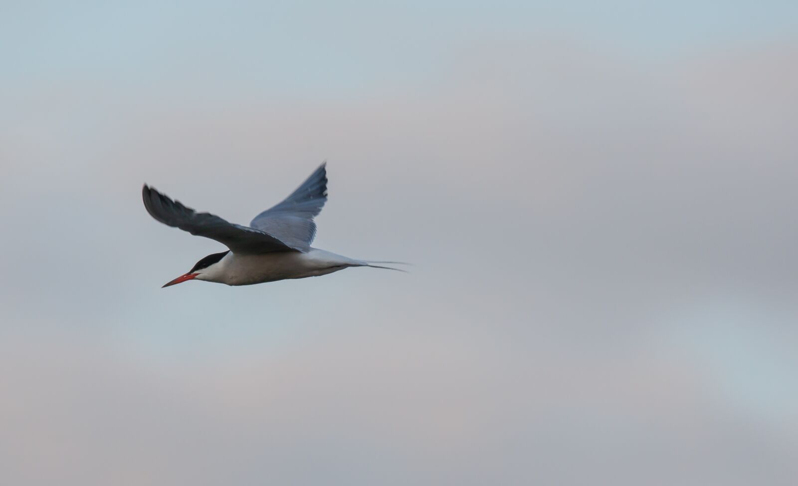 150-600mm F5-6.3 DG OS HSM | Contemporary 015 sample photo. Arctic tern, sea swallow photography