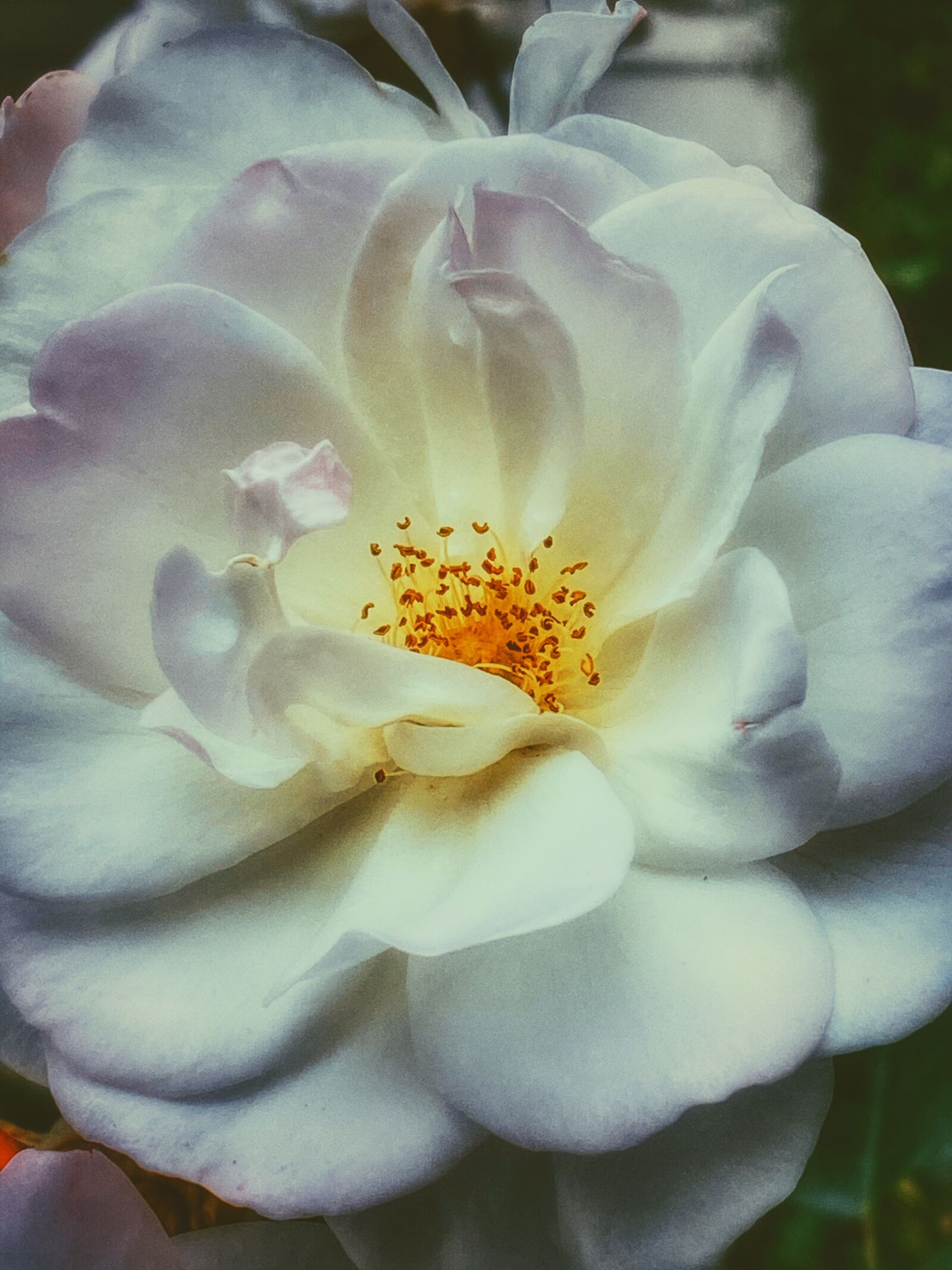 Apple iPhone 11 Pro sample photo. Flower, garden, nature photography