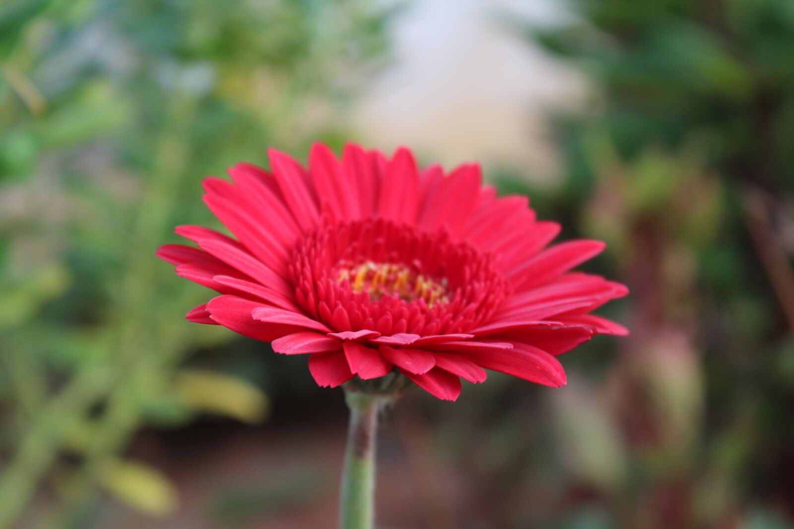 Canon EOS 1200D (EOS Rebel T5 / EOS Kiss X70 / EOS Hi) sample photo. Red, nature, flower photography