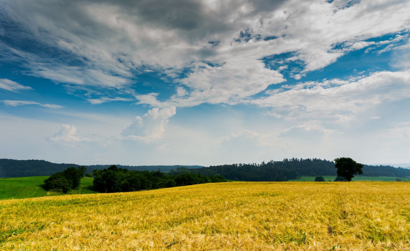 Sony a6000 sample photo. Wheat field, sky, wheat photography