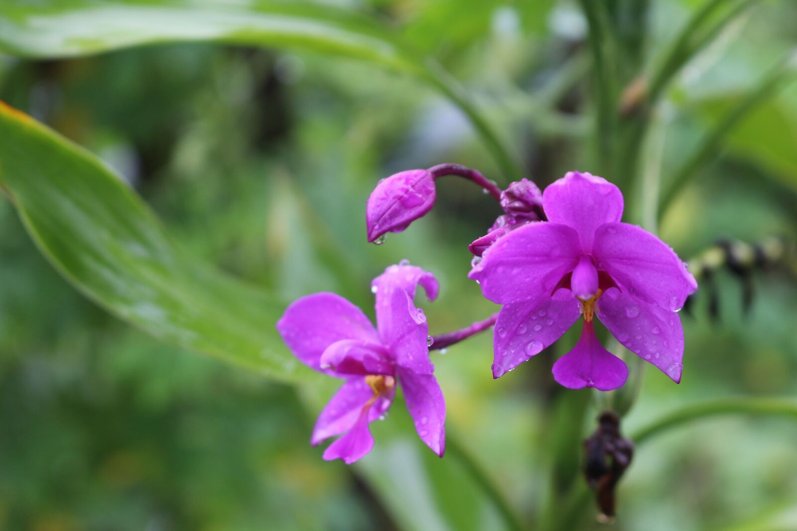 Canon EOS 700D (EOS Rebel T5i / EOS Kiss X7i) sample photo. Nature, flower, flora photography