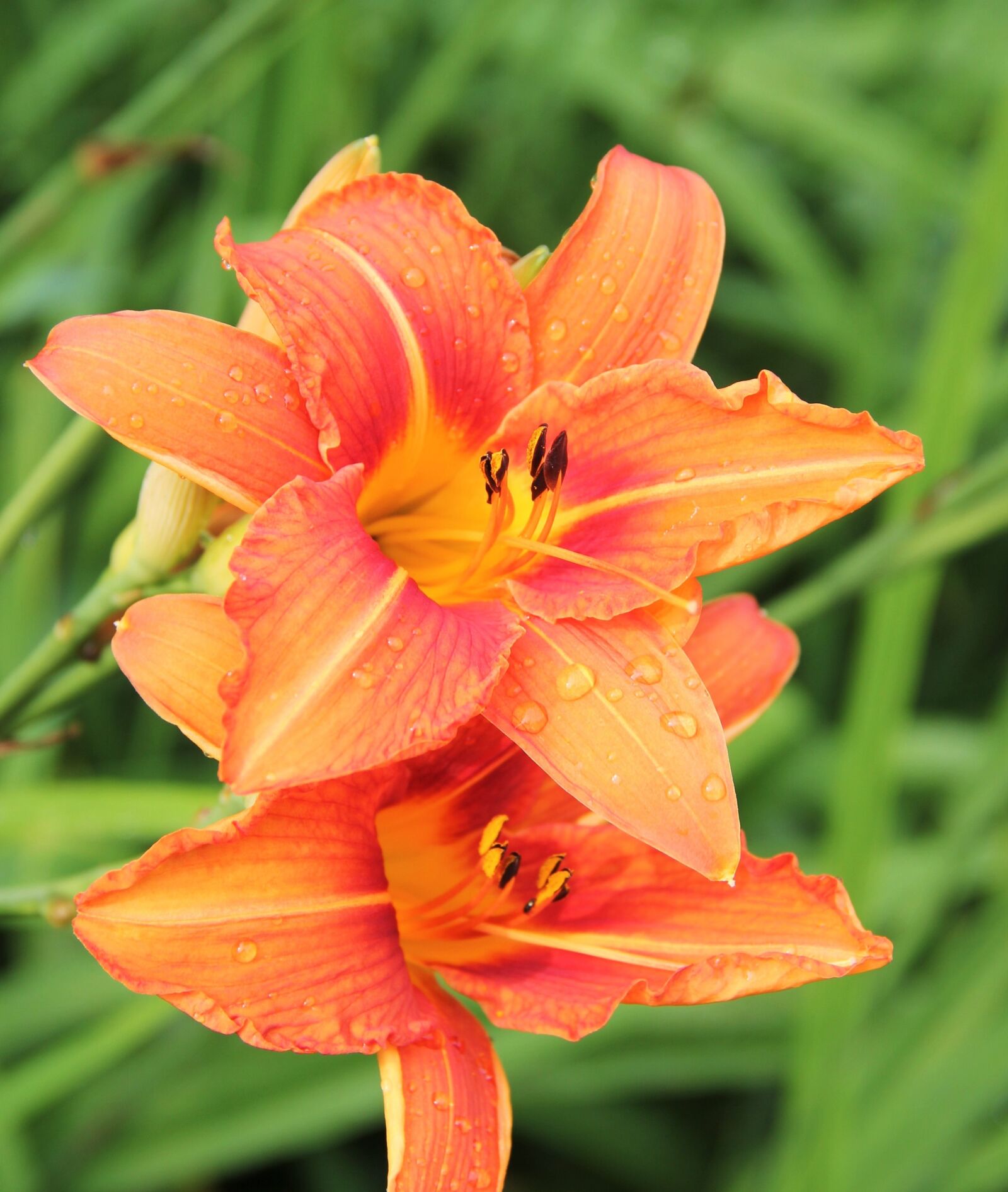 Canon EOS 550D (EOS Rebel T2i / EOS Kiss X4) sample photo. Lily blossom, orange, wild photography