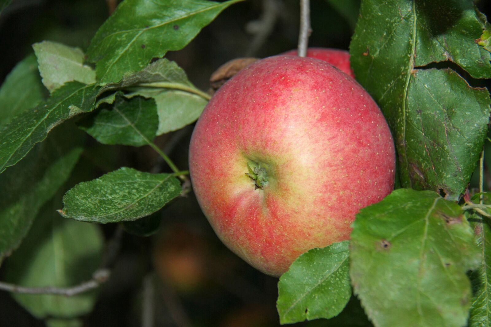 Canon EOS 7D sample photo. Apple, red, fall photography