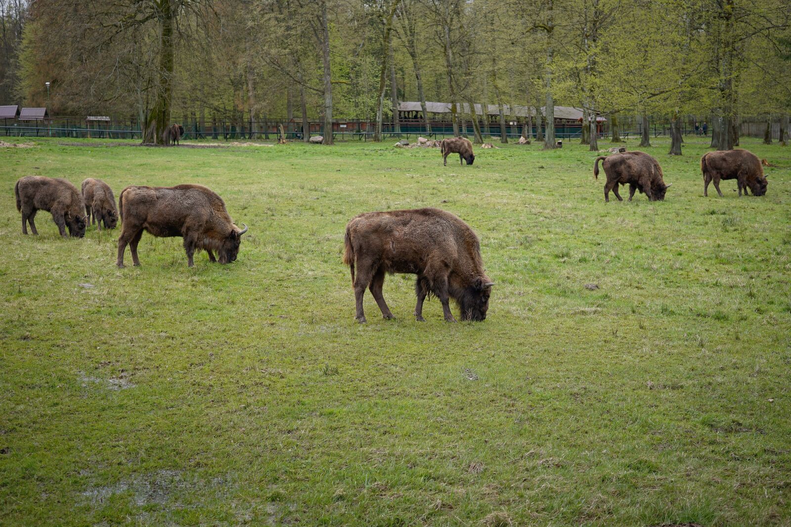 Sony a6000 + Sigma 30mm F2.8 EX DN sample photo. Bison, european bison, animals photography