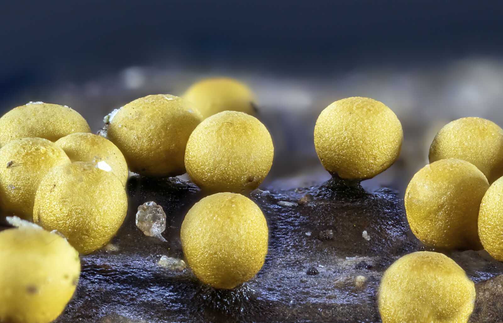 Canon MP-E 65mm F2.5 1-5x Macro Photo sample photo. Slime mold, tiny, micro photography