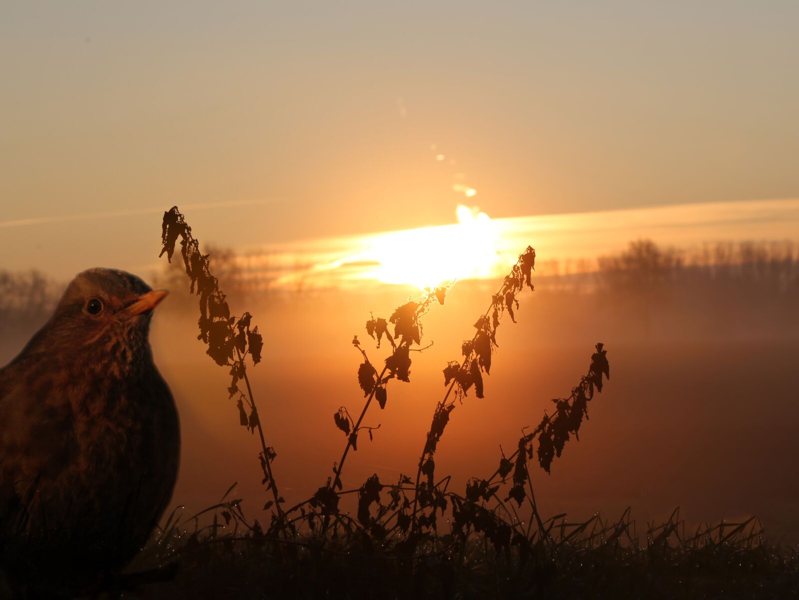 Canon EF 24-105mm F4L IS USM sample photo. Bird, blackbird, evening photography