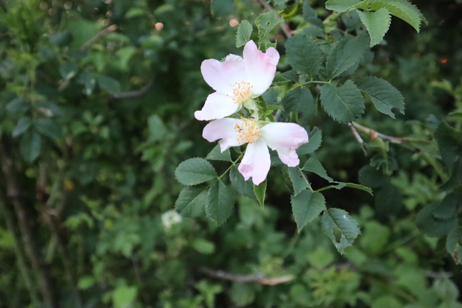 Canon EOS M50 (EOS Kiss M) sample photo. Flower, nice, summer photography