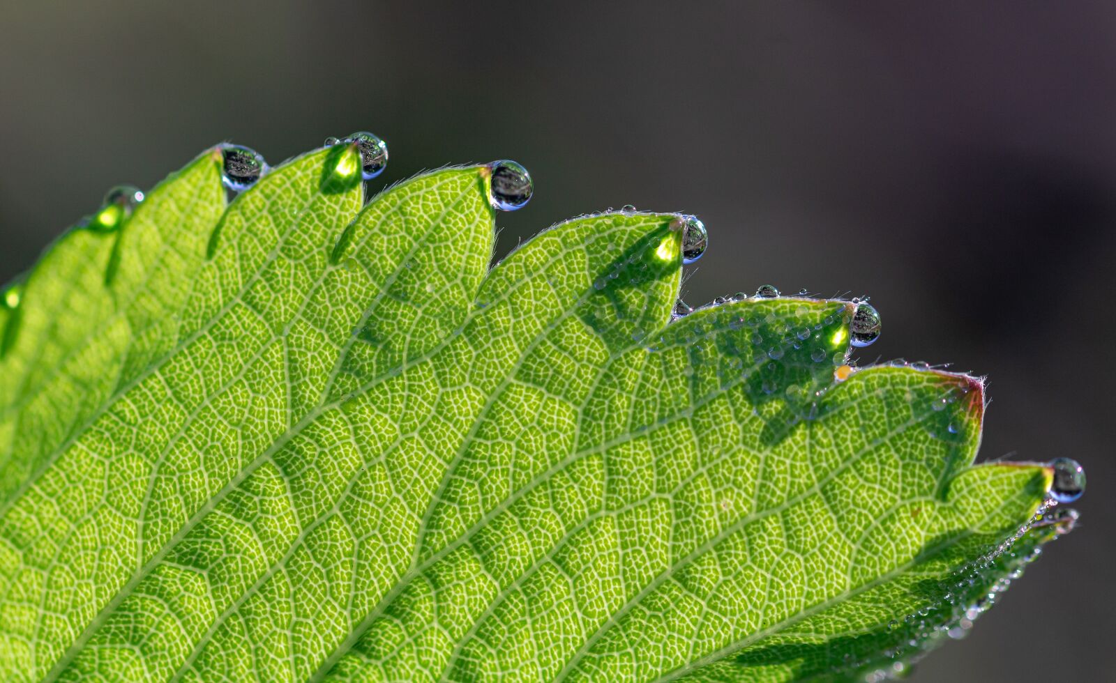 Canon EOS 750D (EOS Rebel T6i / EOS Kiss X8i) sample photo. Drip, raindrop, water photography