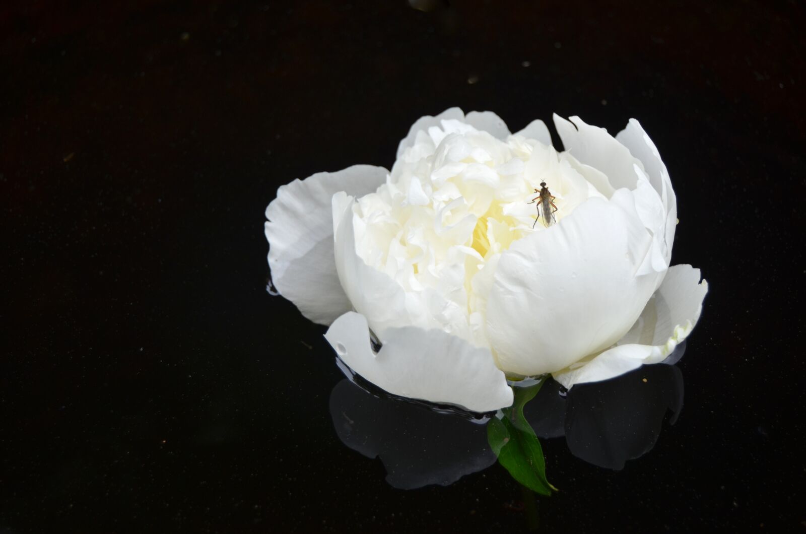 Nikon D5100 sample photo. Peony, flower, white photography