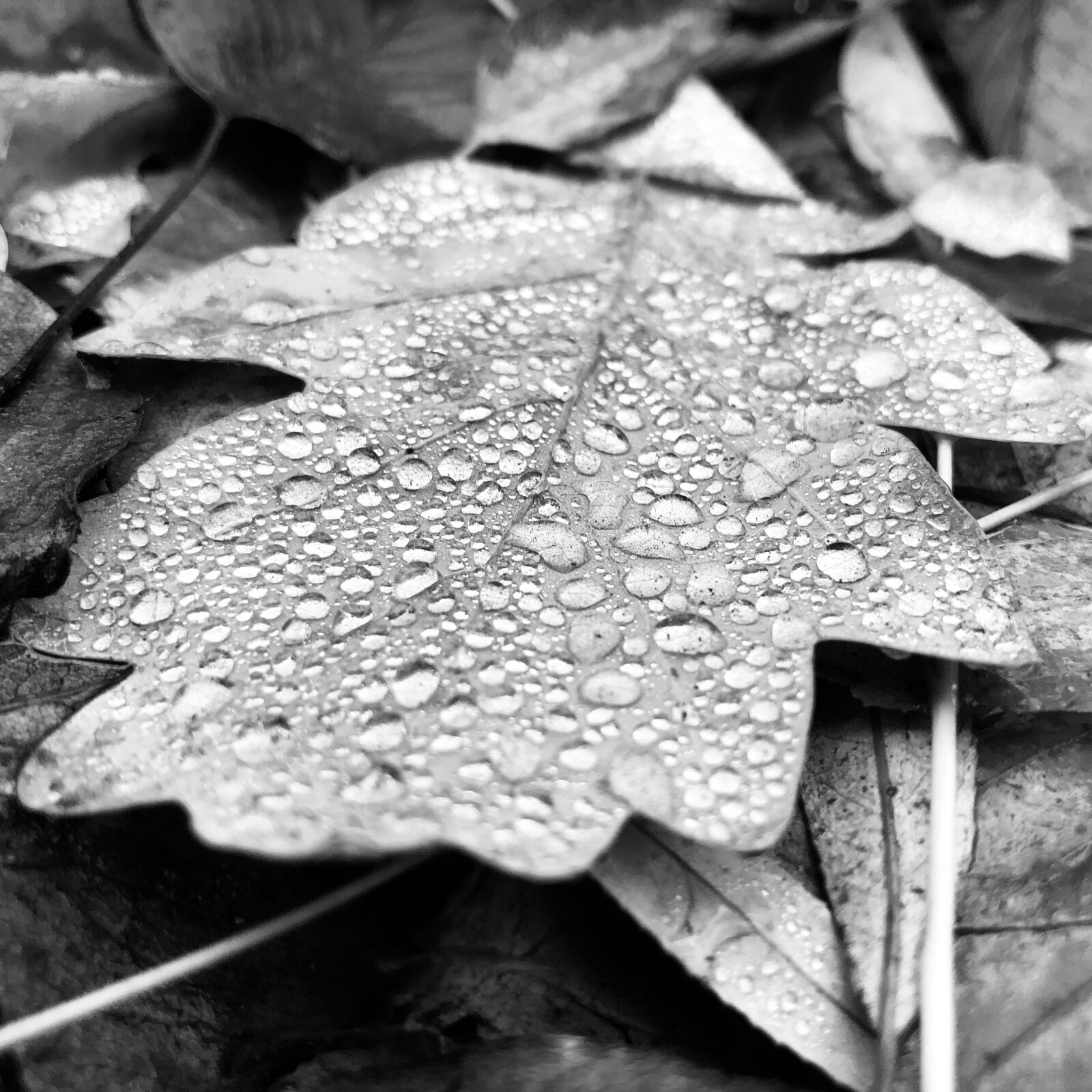 iPhone X back dual camera 4mm f/1.8 sample photo. Autumn, leaves, water photography