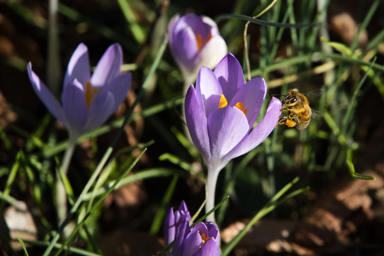 Sony a6400 sample photo. Forest, forest floor, crocus photography