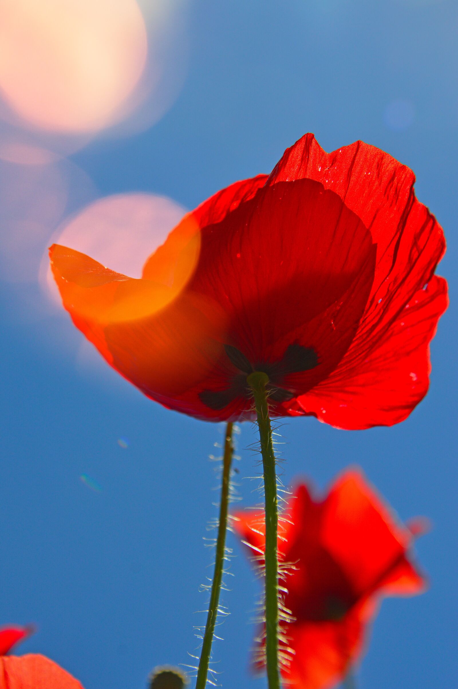 Nikon D3200 sample photo. Poppy, red, summer flower photography