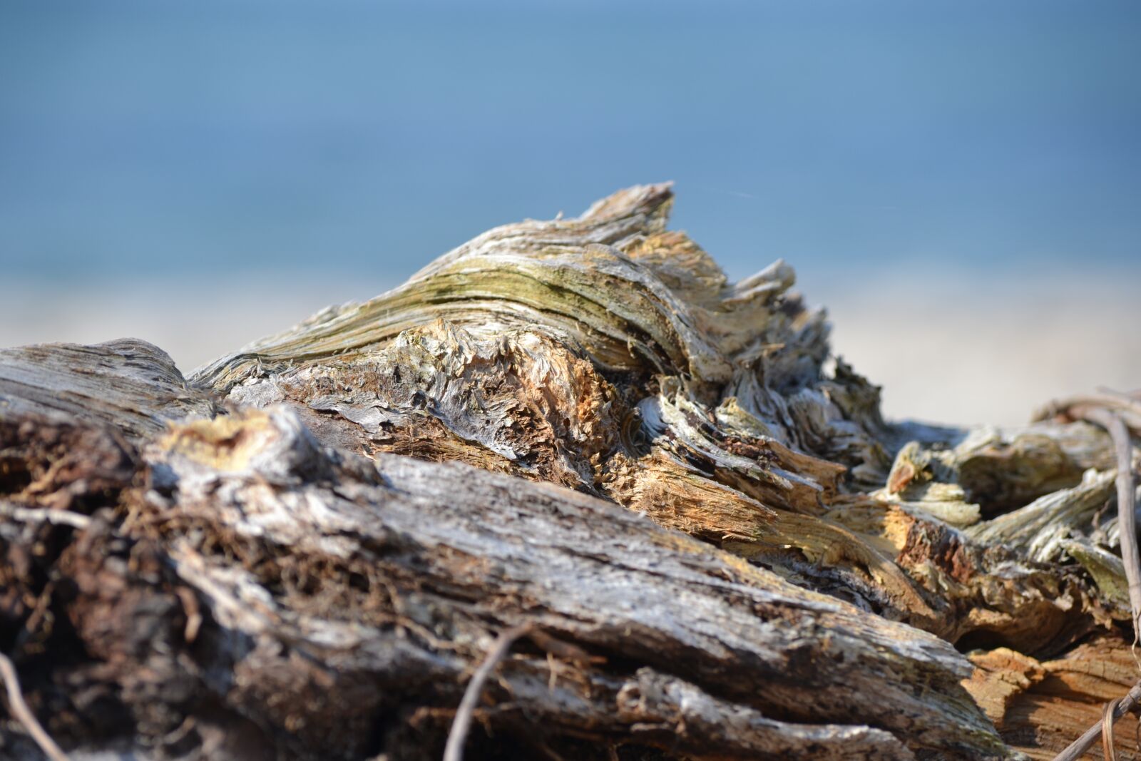 Nikon D3100 sample photo. Nature, flotsam, beach photography