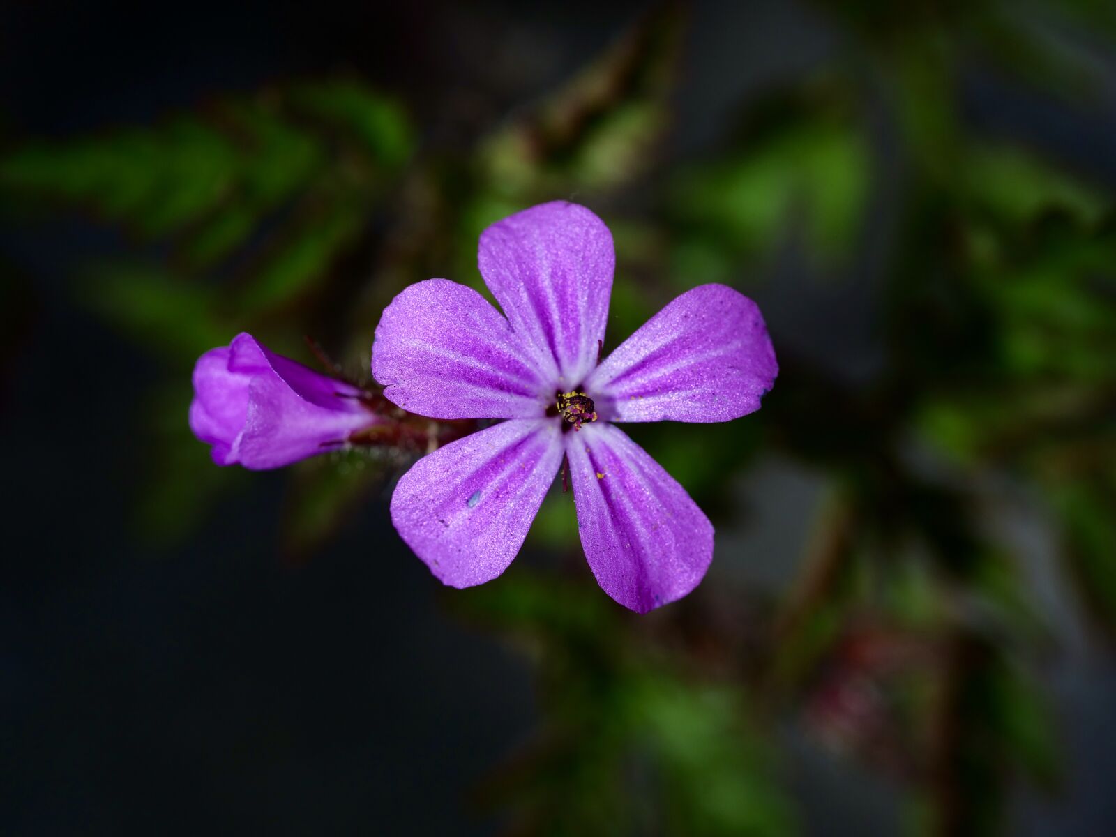 Panasonic Lumix DC-G9 sample photo. Spring, flower, close up photography