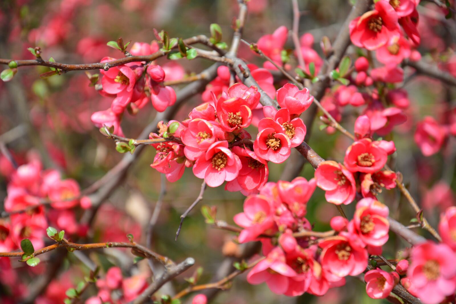 Nikon D5200 sample photo. Flower, red, pink photography