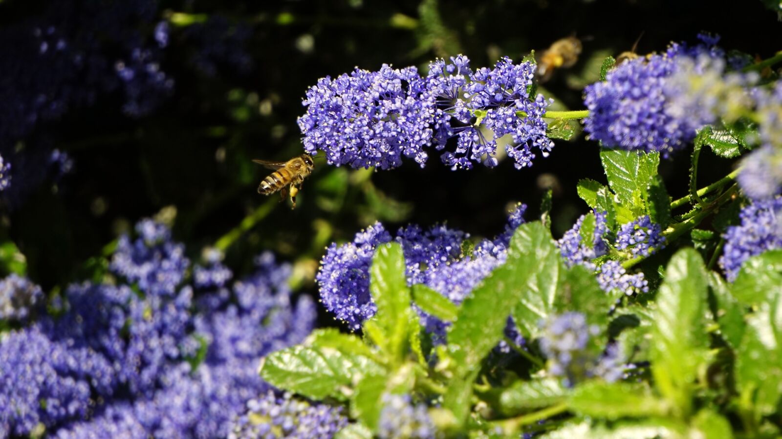 Sony a5100 sample photo. Nature, spring, honey photography