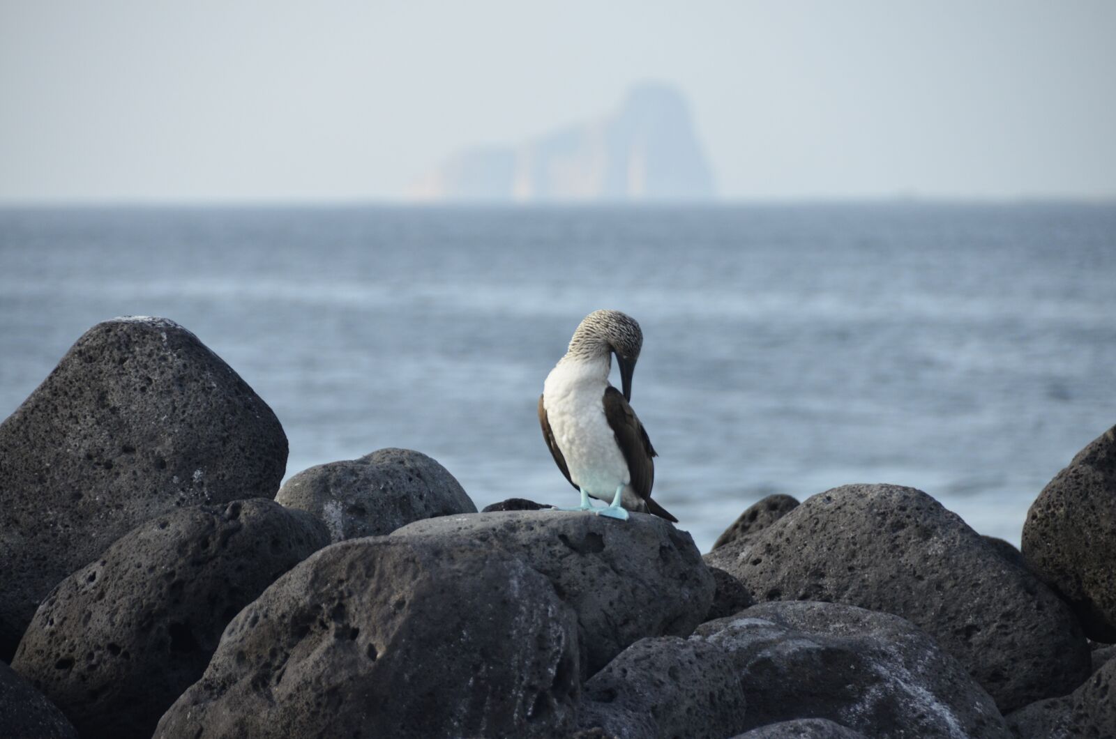 Nikon D5100 sample photo. Galapagos, bird, blauwvoetgent photography