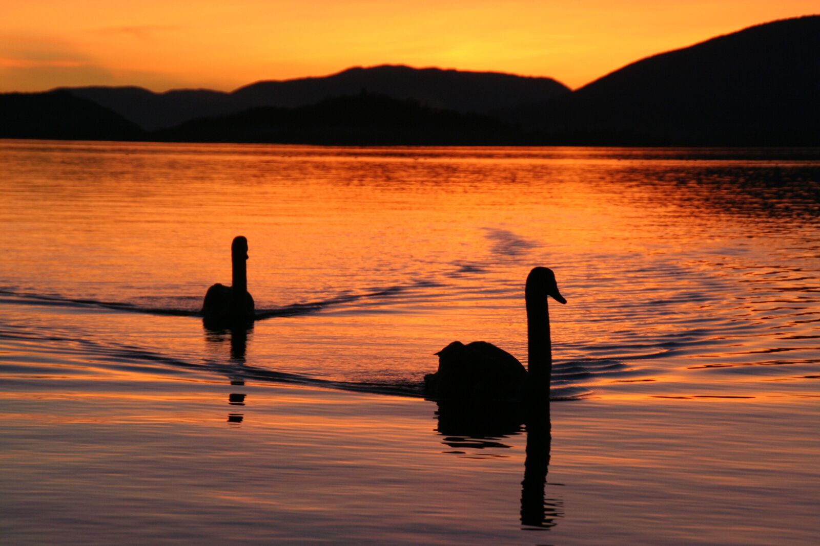 Canon EOS 350D (EOS Digital Rebel XT / EOS Kiss Digital N) sample photo. Lake biel, swans, evening photography
