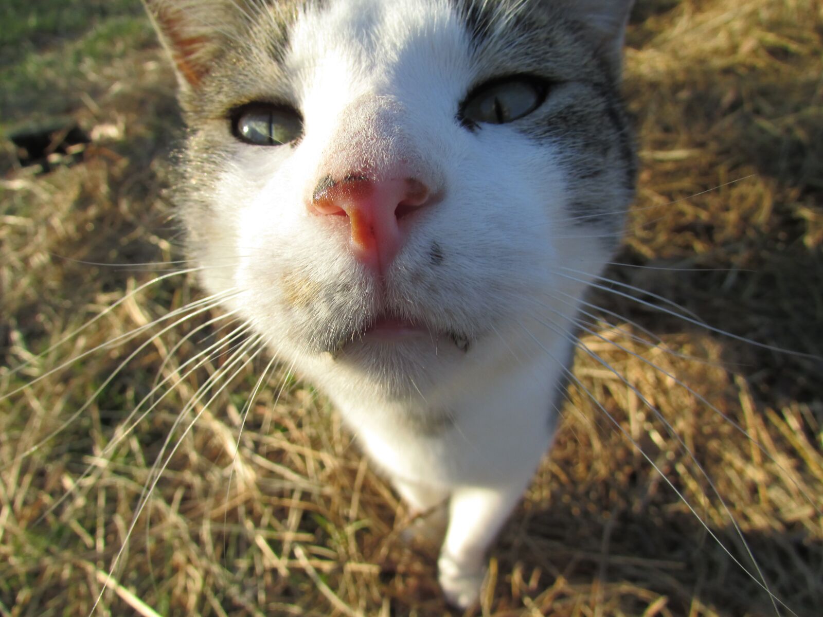 Canon PowerShot SX400 IS sample photo. Cat, kitty, hay photography
