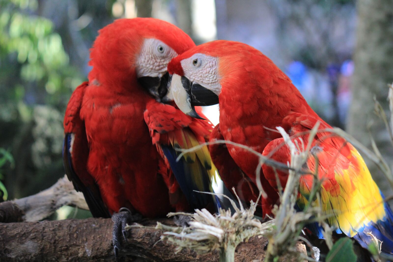 Canon EOS 1200D (EOS Rebel T5 / EOS Kiss X70 / EOS Hi) + Canon EF-S 55-250mm F4-5.6 IS sample photo. Macaw, mexico, ave photography