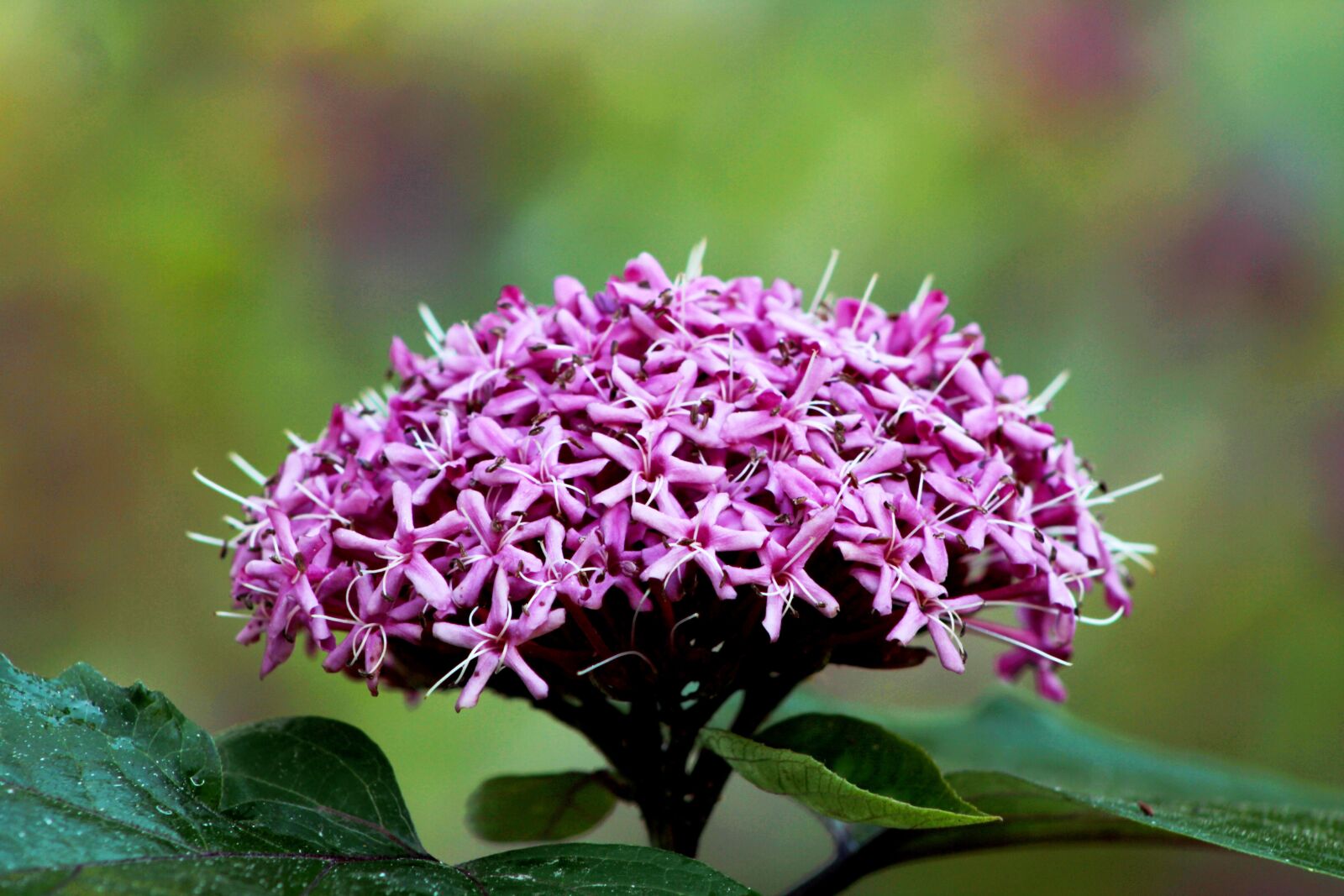 Canon EOS 600D (Rebel EOS T3i / EOS Kiss X5) sample photo. Clerodendrum bungeii, autumn, bloemscherm photography