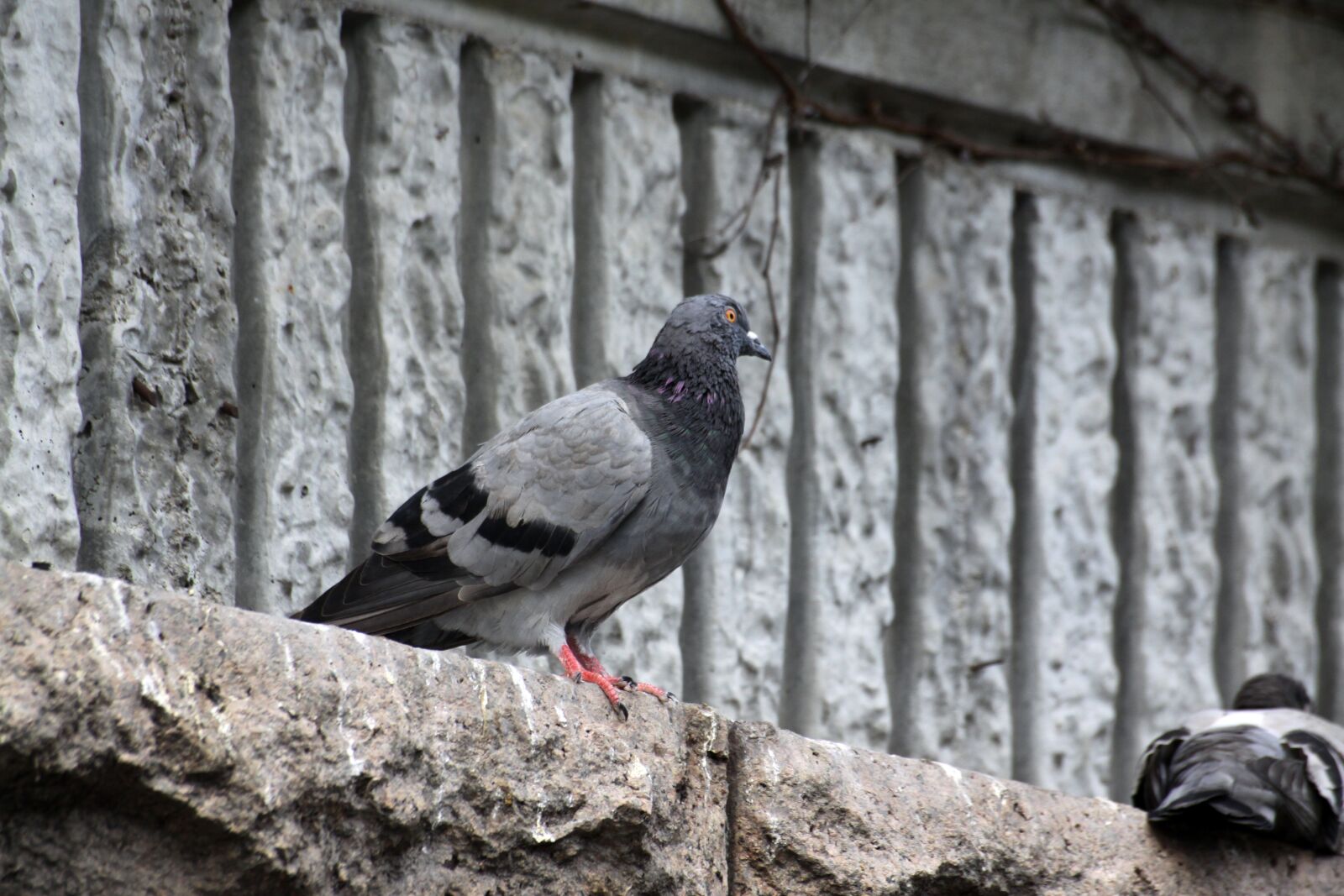 Canon EOS 50D sample photo. Pigeon, new, birds photography