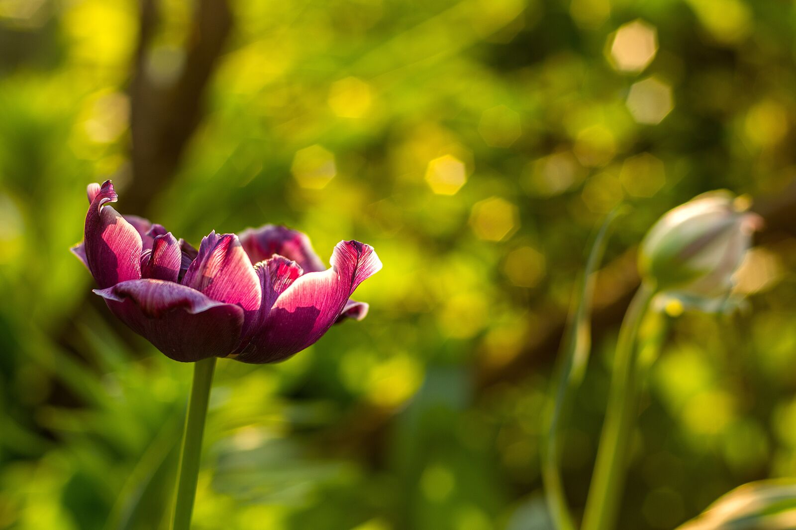Nikon D7200 sample photo. Flower, sunrise, nature photography