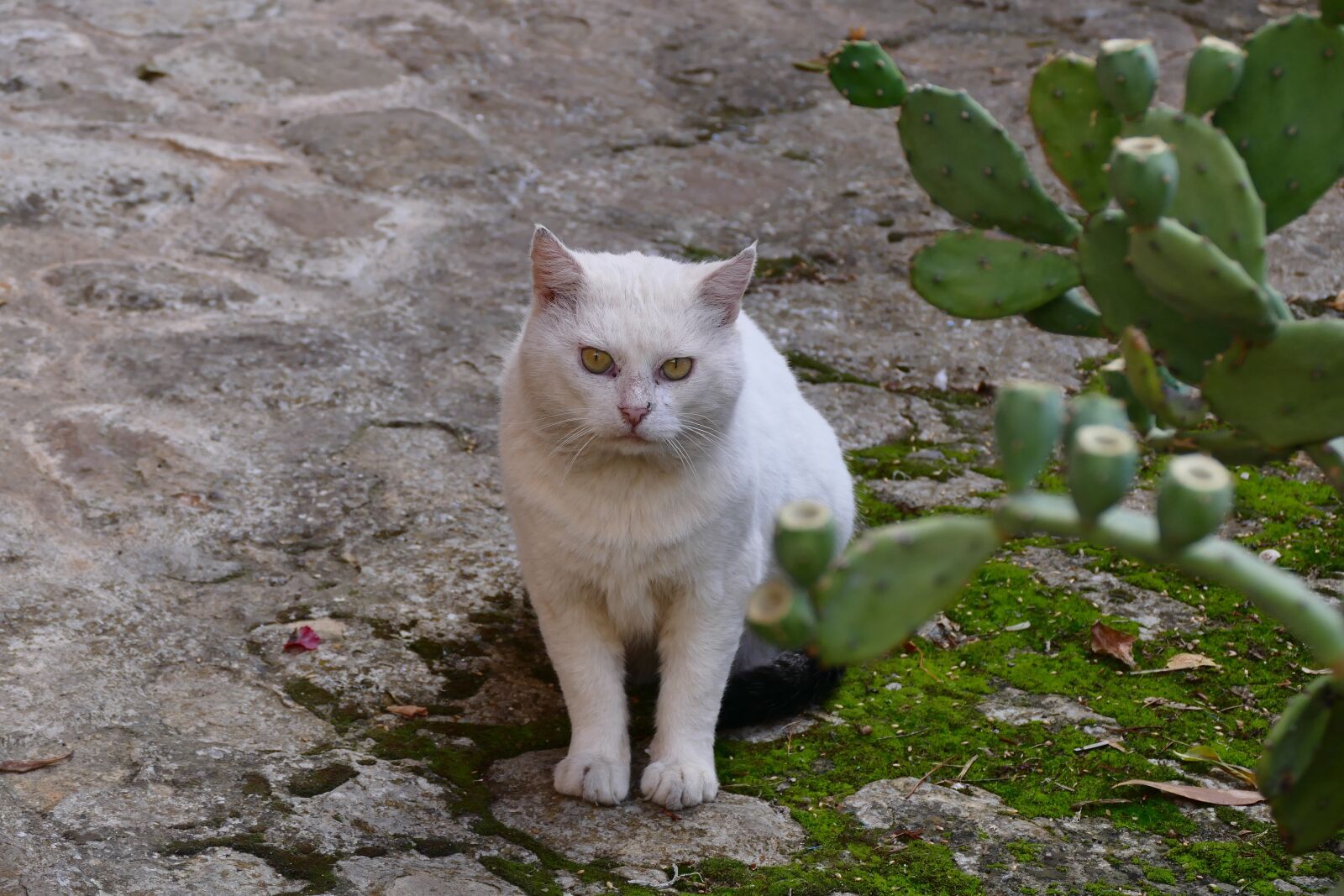 Panasonic Lumix DMC-FZ1000 sample photo. Cat, pet, young cat photography
