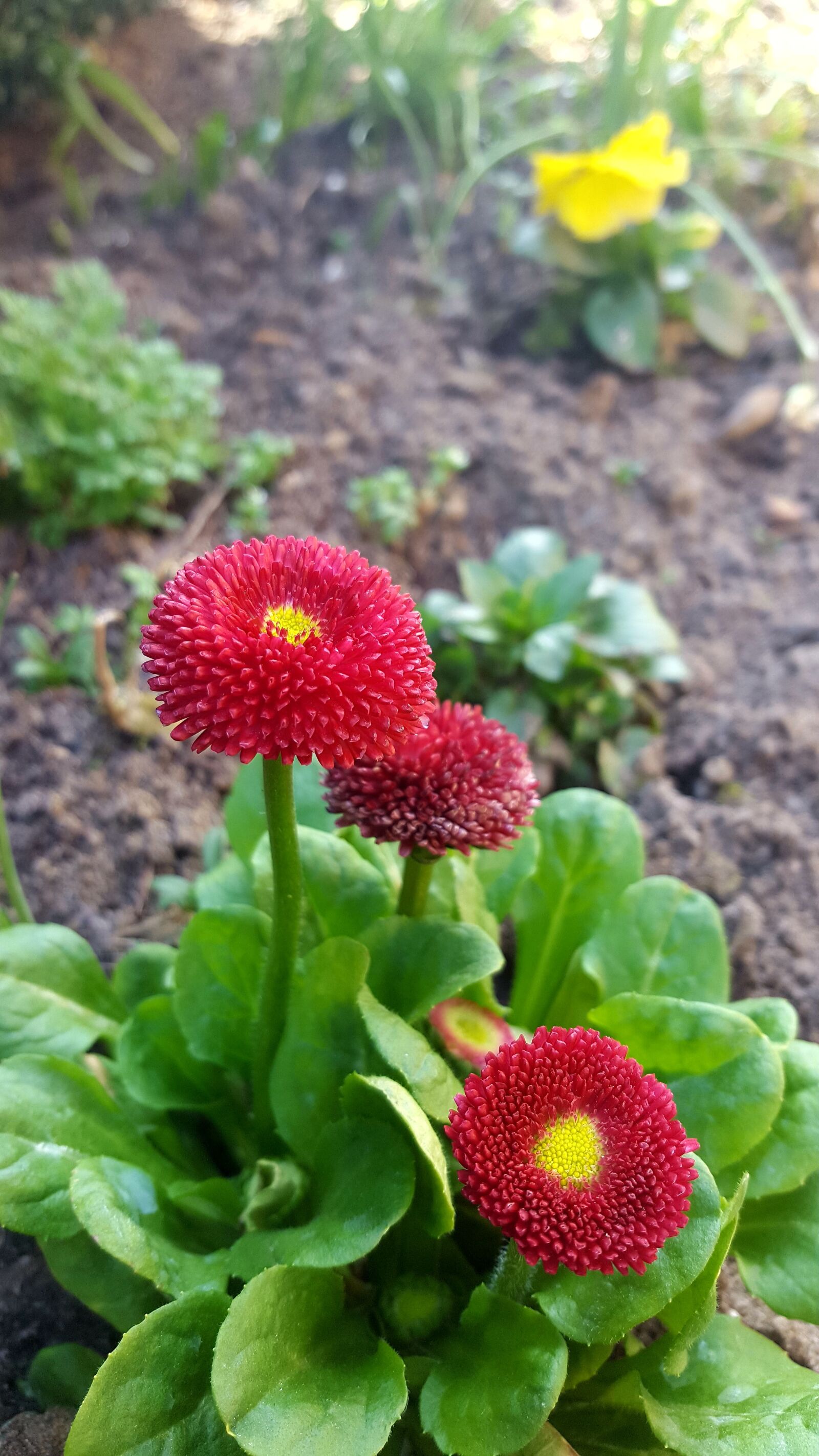 Samsung Galaxy S6 sample photo. Nature, flower, plant photography