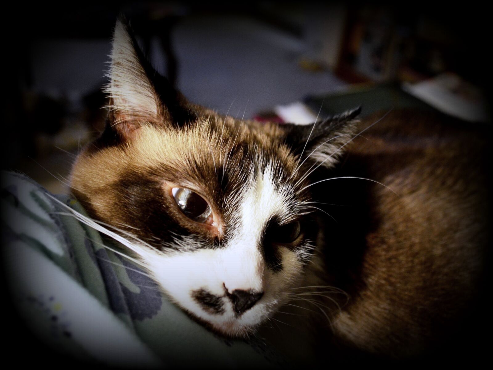 Nikon D5100 sample photo. Cat, siamese, mix photography