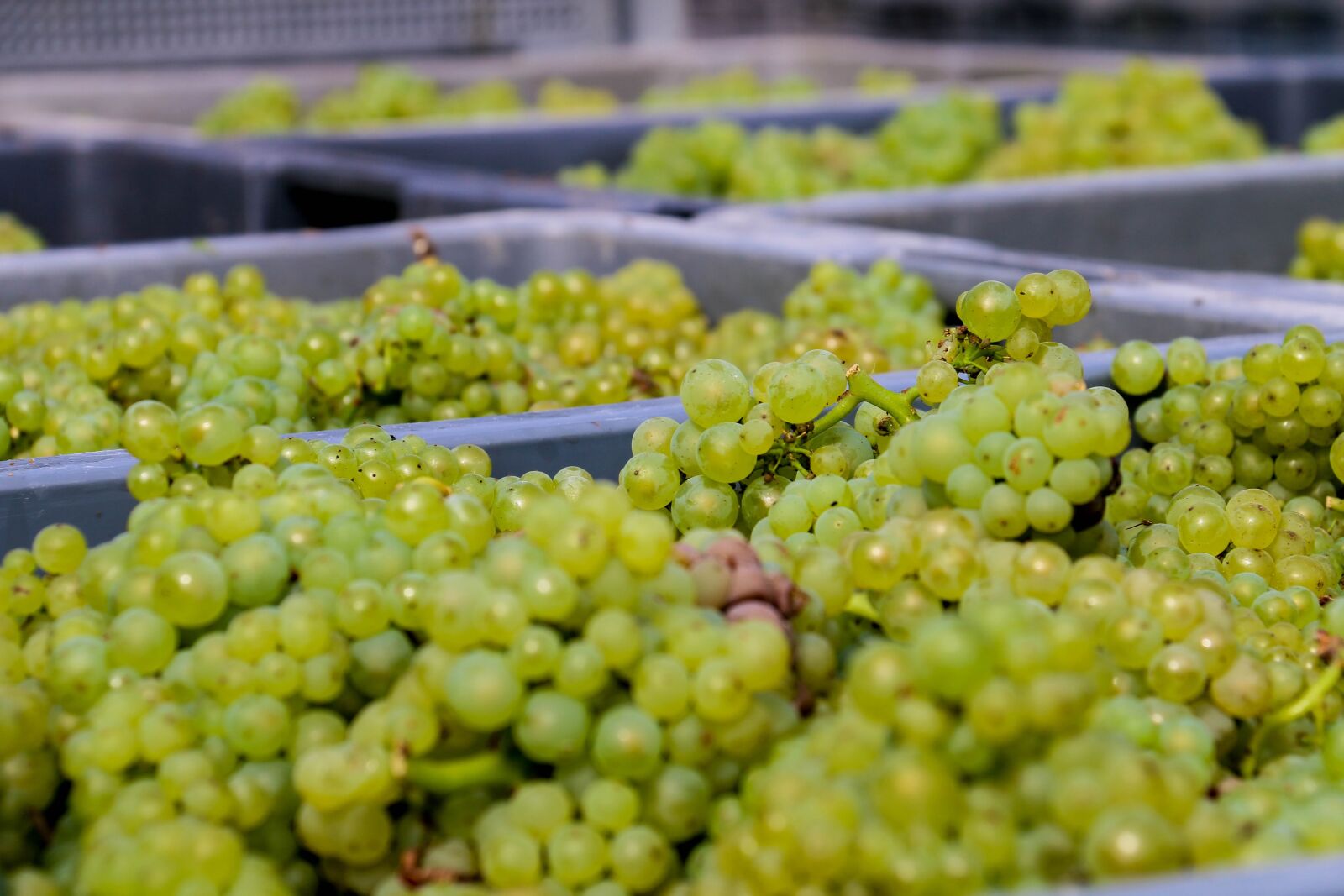 Canon EOS 70D sample photo. Grapes, fruit, green grapes photography