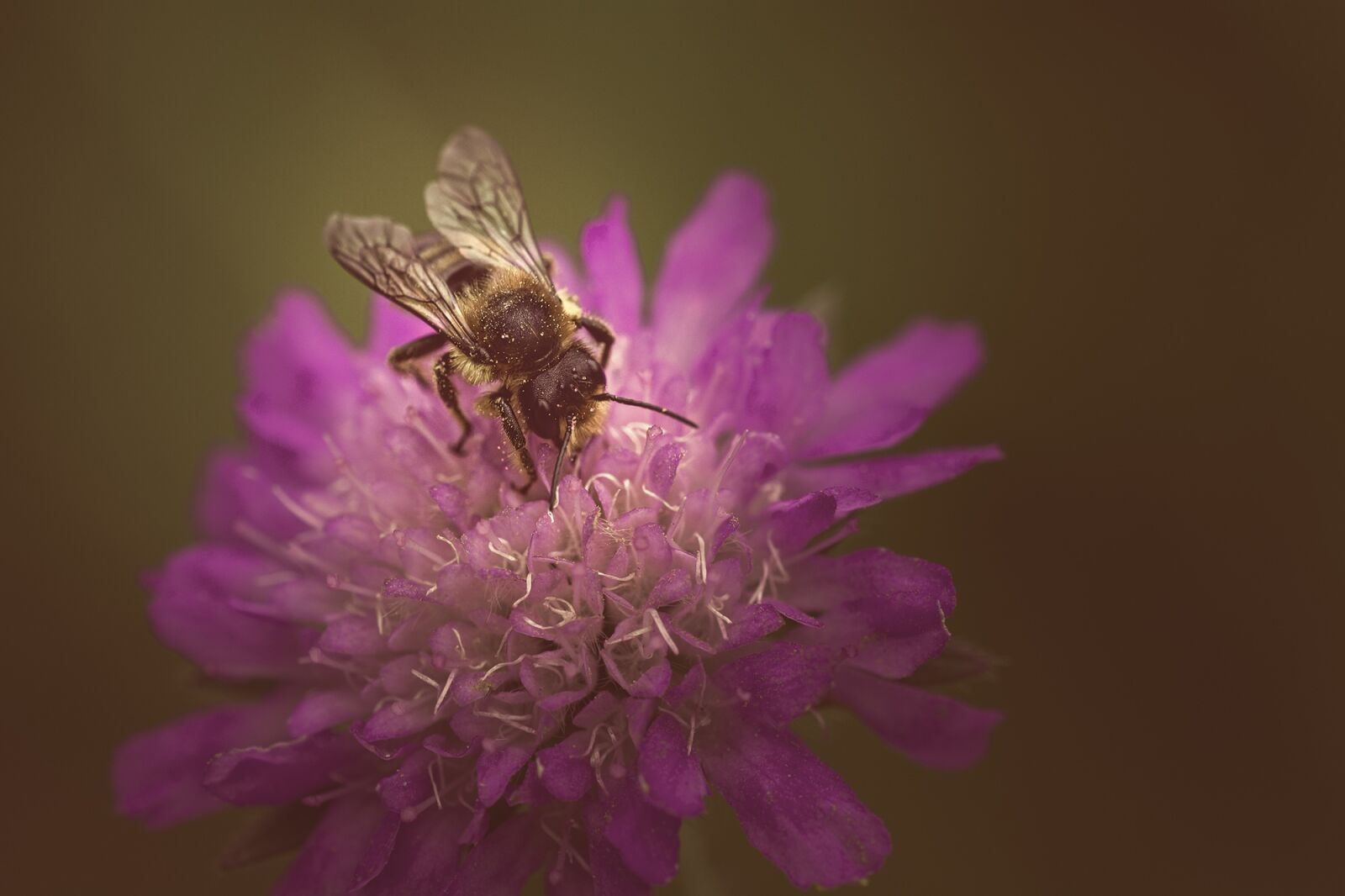 Nikon D7100 sample photo. Deaf-skabiose, scabiosa columbaria, caprifoliaceae photography