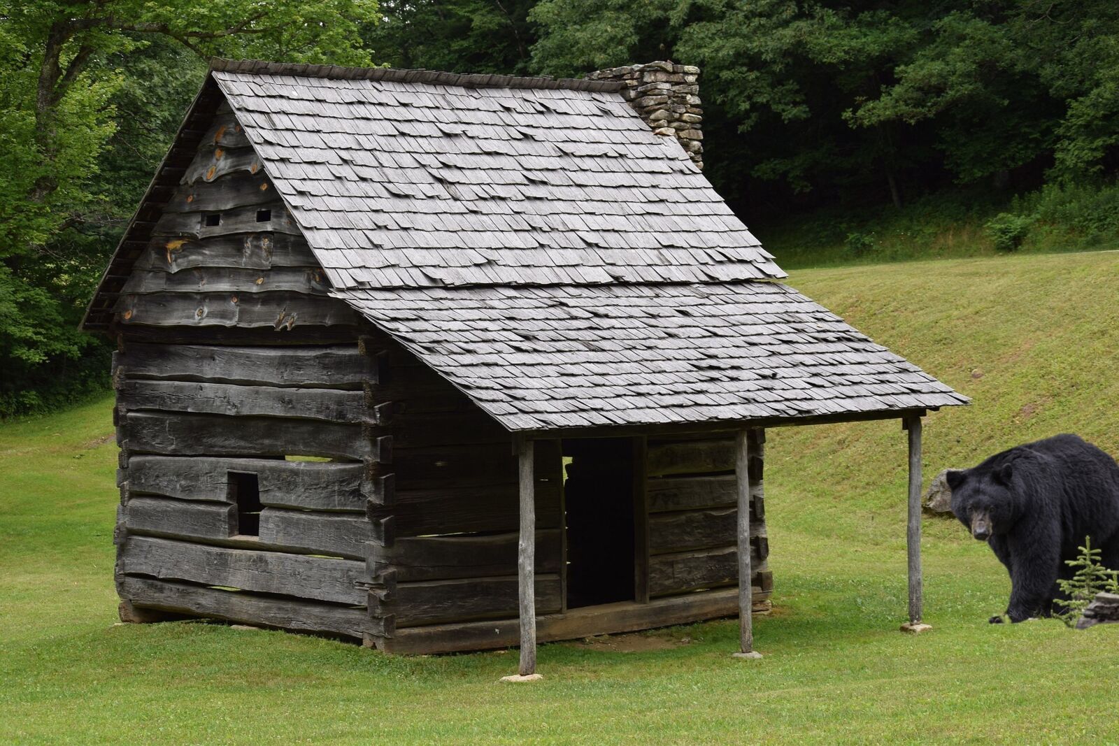 Nikon D3300 sample photo. Cabin, bear, animal photography